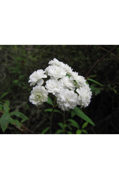 Спірея Мейбуш